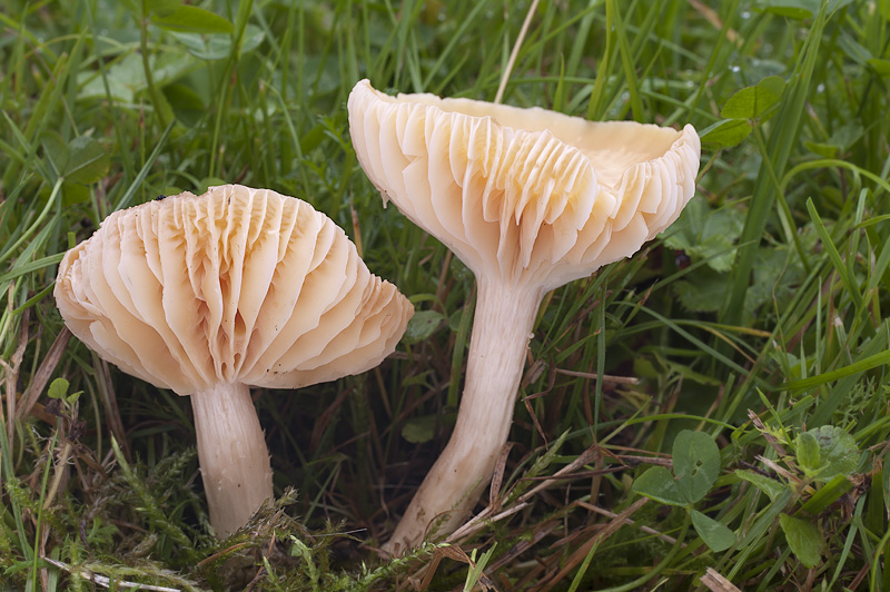 Hygrocybe pratensis